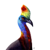 Cassowary