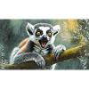 Cute animals chilling – ring-tailed lemur