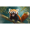 Niedliche Tiere chillen – Roter Panda