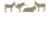 Donkeys