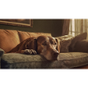 Cute animals chilling – dog