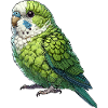Parrotlet Bird Parrotlet Parrot