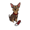 Baskets pour chien Chihuahua