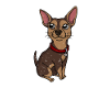 Chemise Chihuahua Chien