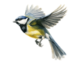 Great Tit Bird