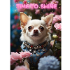 Chihuahua Time To Shine