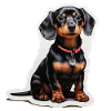Dachshund