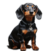 Dachshund
