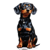 Dachshund