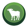 Taureau d’éleveur de vaches