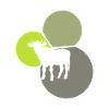 Beef cow cow