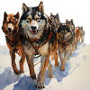 Sled dogs are sociable animals