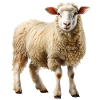 Das Schaf ist ein Landschaftspfleger