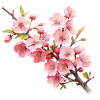 Kirschblüte