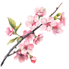 Sakura Spring