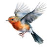 Robin Flight