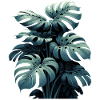 Monstera deliciosa rainforest gift