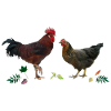 Rooster and chicken