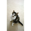 Pretty Kitty