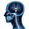 NeuroConnect