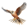 Sky Soarer Kestrel