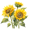 Sunflower Blossom