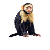 Capuchin monkey whisperer