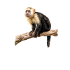 Capuchin monkey whisperer