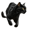 , Black Cat, Cat Picture
