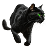 , Black Cat, Cat Picture