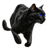 , Black Cat, Cat Picture