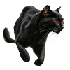 , Black Cat, Cat Picture