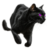 , Black Cat, Cat Picture