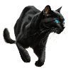 Schwarzer Panther , Schwarze Katze, Katzenbild