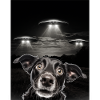 Sjove hunde selfie foran UFO'er Hund UFO