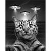 Selfie divertente di gatti davanti a UFO gatto UFO