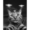 Sjove katte selfie foran UFO'er kat UFO