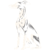 Whippet