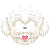 Bichon