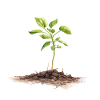 Spring Sprout