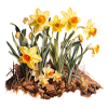 Daffodil Bloom