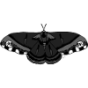 Moth