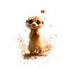 Suricate