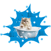 Katze Badewanne