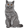 British Shorthair Cat