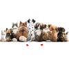 Chiens, je les aime tous