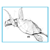 Schildkröte