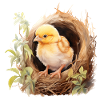 Poussin de printemps