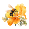 Bee Blossom