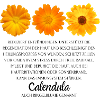 Ringelblumen Design